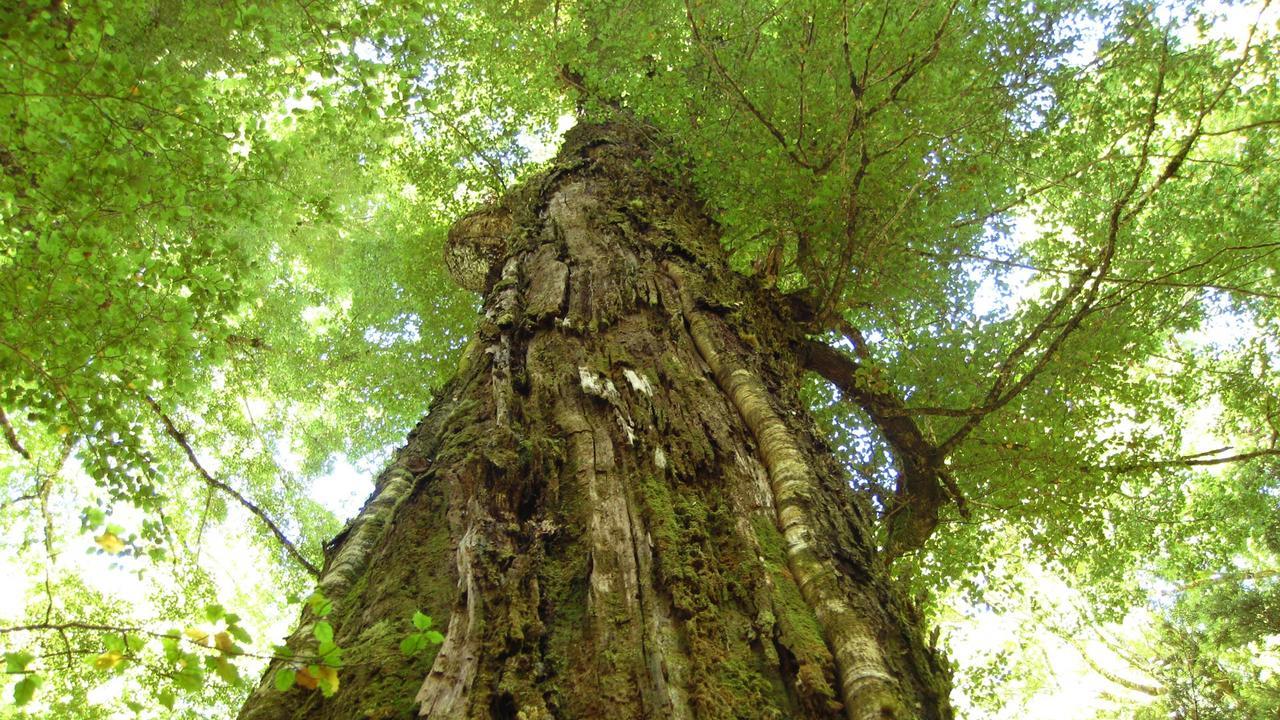 Beech Tree Lodge Ohakune Zewnętrze zdjęcie